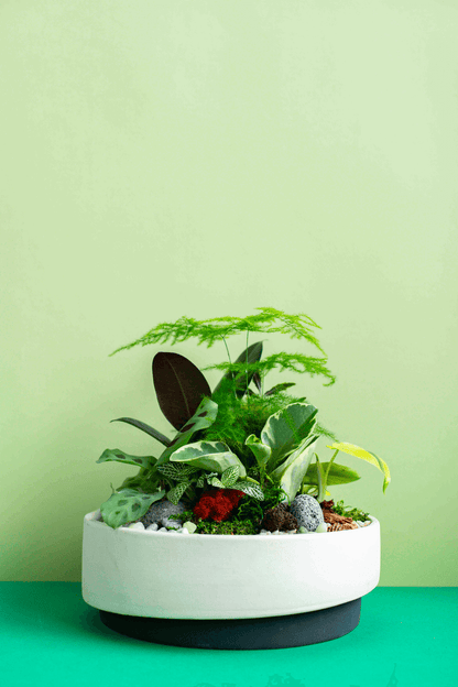 Large Potted Arrangement