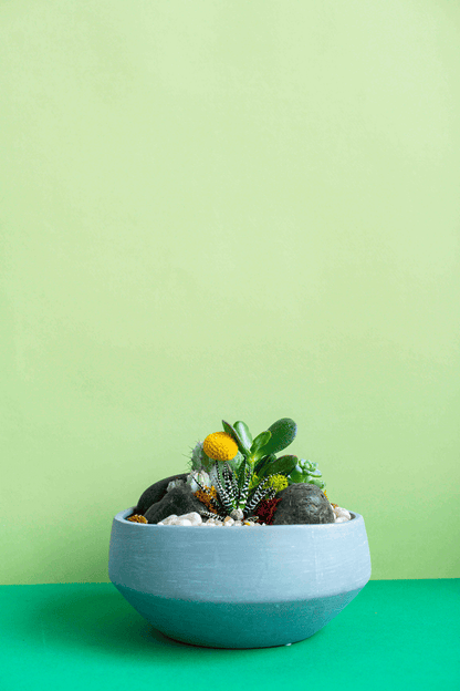 Round Low Potted Arrangement