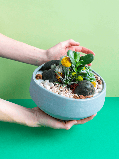 Round Low Potted Arrangement