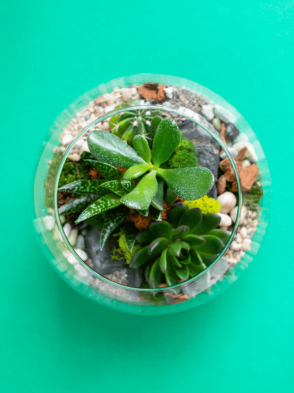 Medium Globe Terrarium