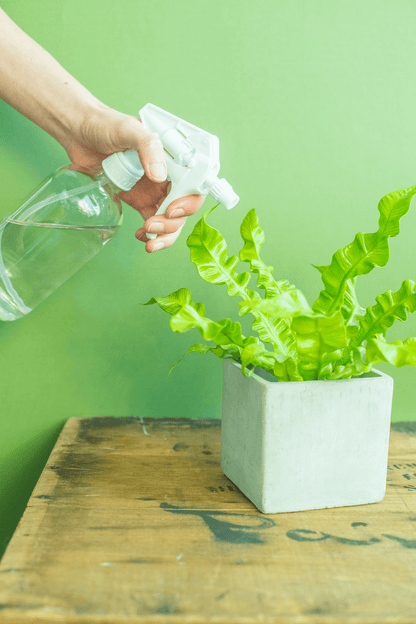 Spray Bottle : Glass