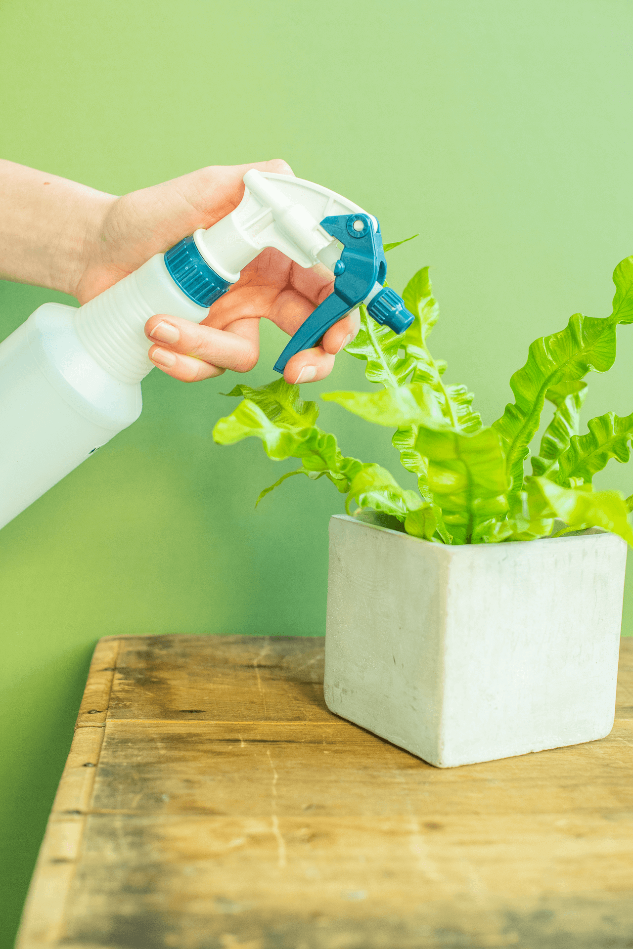 Spray Bottle: Blue Topped Plastic
