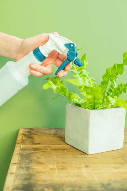 Spray Bottle: Blue Topped Plastic