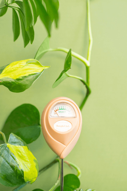 Moisture Meter