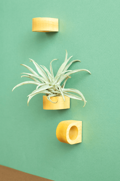 Norseman Workshop :  Wood Magnet Airplant Holder w/ Plant