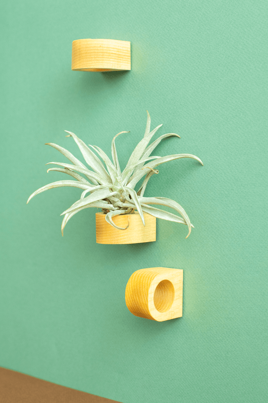 Norseman Workshop :  Wood Magnet Airplant Holder w/ Plant
