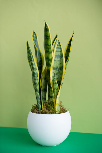 Medium Potted Plant