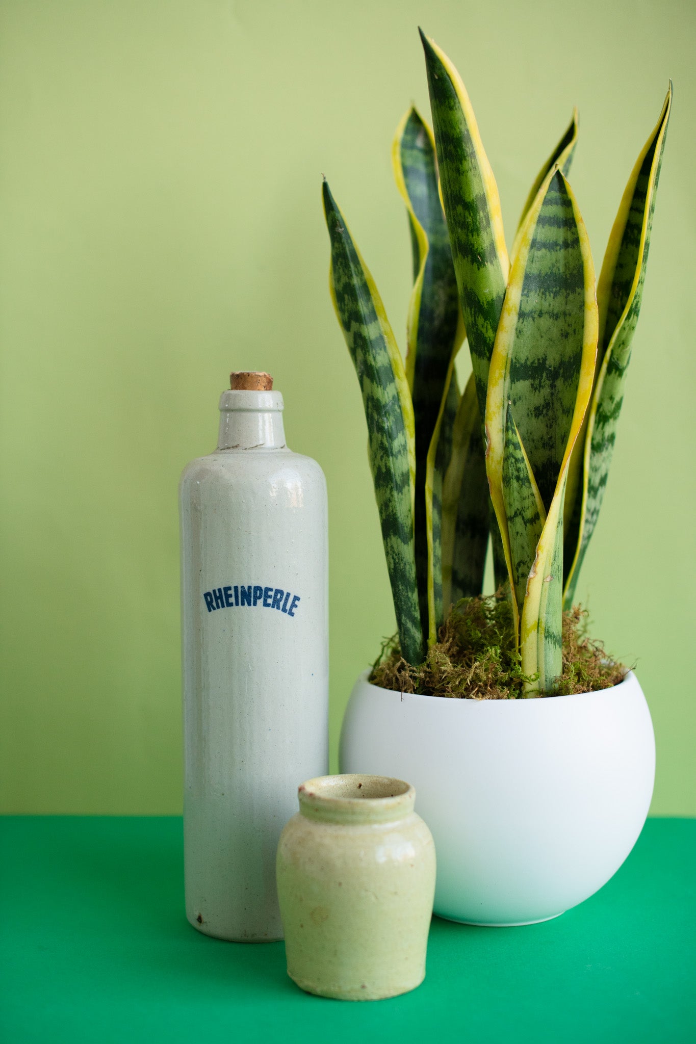 Medium Potted Plant
