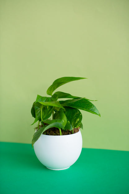Small Potted Plant
