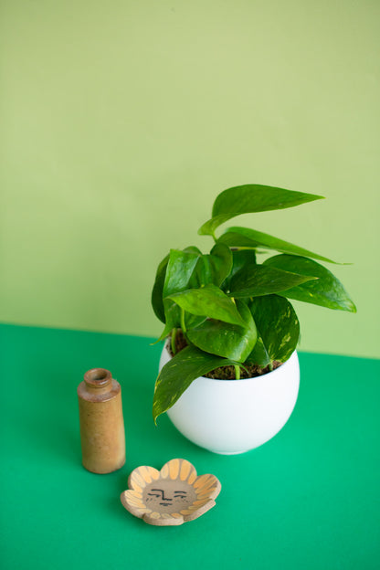 Small Potted Plant