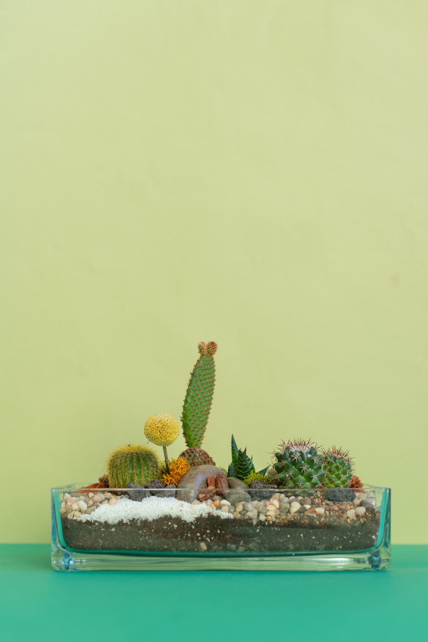 Open Air Rectangle Cacti Terrarium