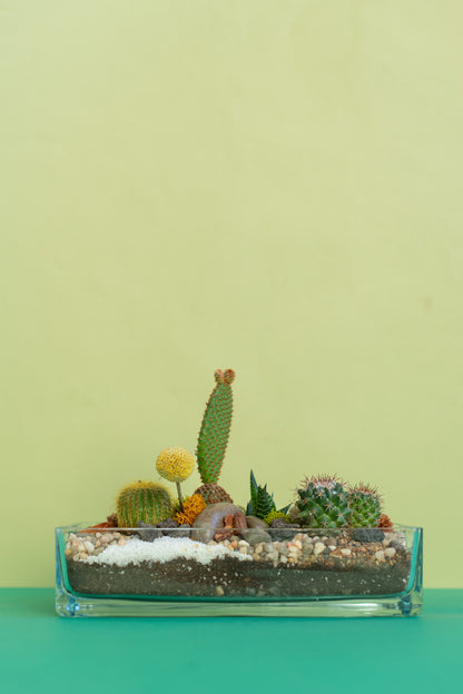 Open Air Rectangle Cacti Terrarium