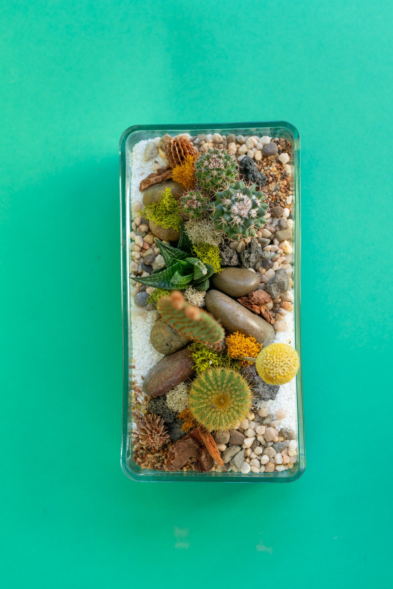 Open Air Rectangle Cacti Terrarium