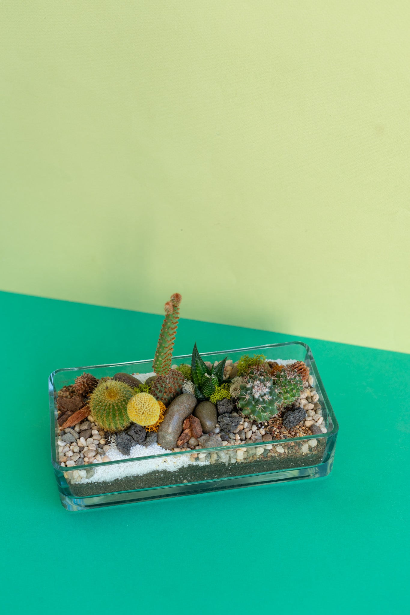 Open Air Rectangle Cacti Terrarium