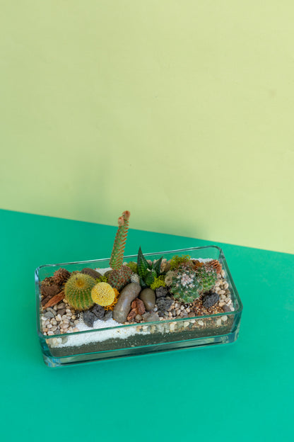 Open Air Rectangle Cacti Terrarium