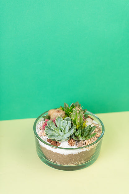 Open Air Circular Succulent Terrarium