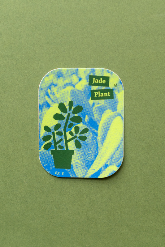 Plant Merch : Sticker : Jade Plant