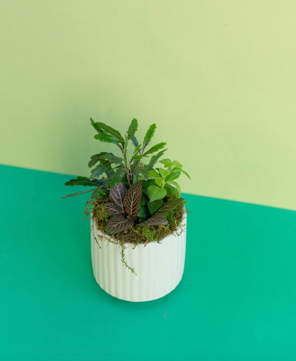 Mini Tropical Potted Arrangment
