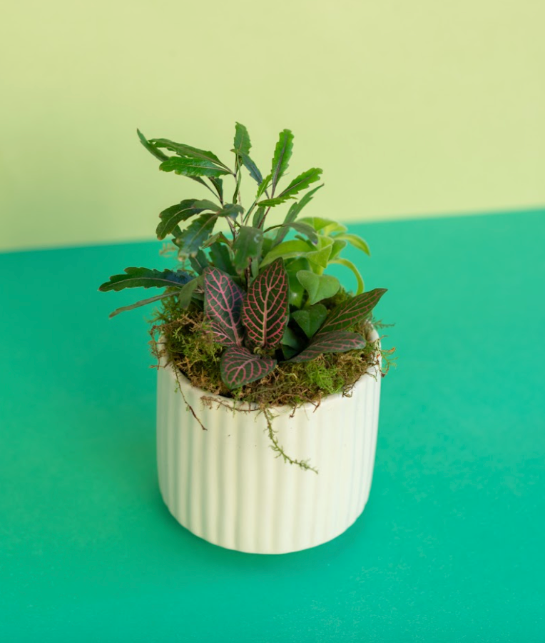 Mini Tropical Potted Arrangment