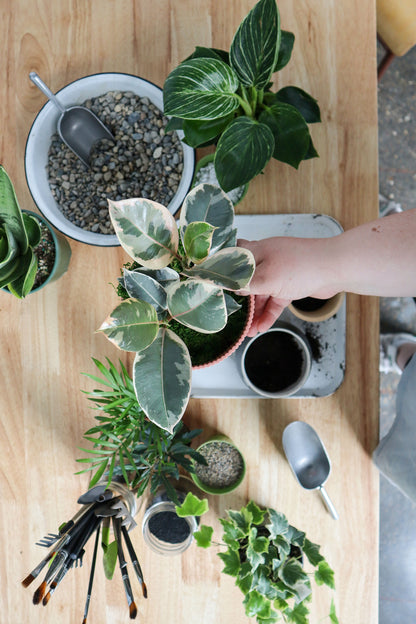 Green Your Thumb: Houseplant 101 Workshop