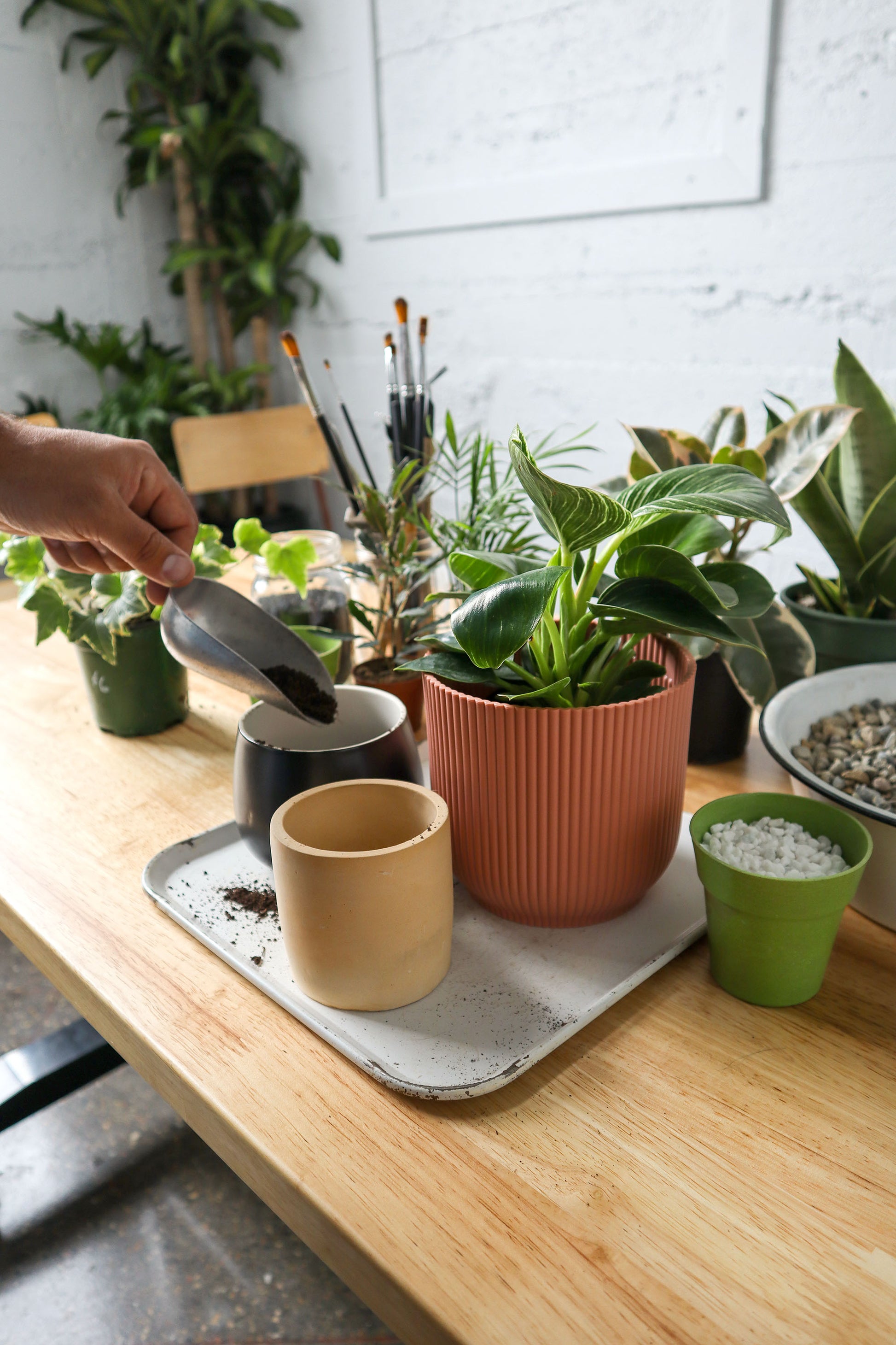 house plant care 101 Green Your Thumb: Houseplant 101 Workshop – Plant Shop