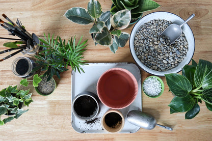 Green Your Thumb: Houseplant 101 Workshop