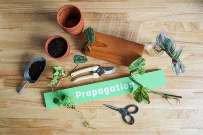 Green Your Thumb: Intro to Propagation Workshop