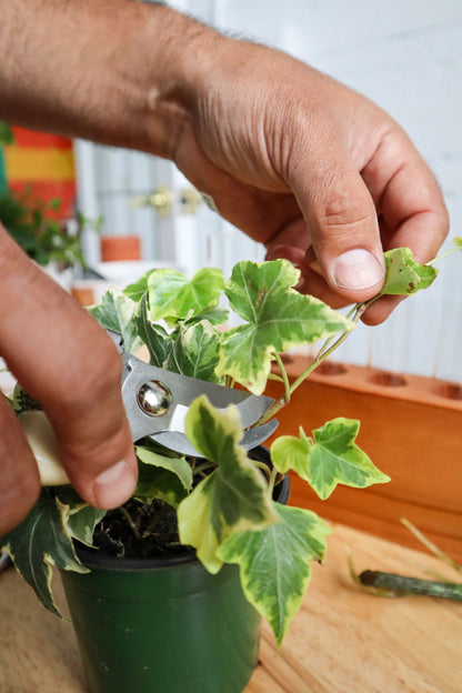 Green Your Thumb: Intro to Propagation Workshop