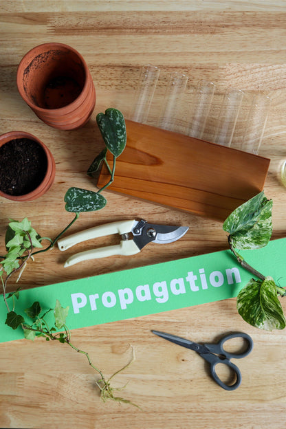 Green Your Thumb: Intro to Propagation Workshop