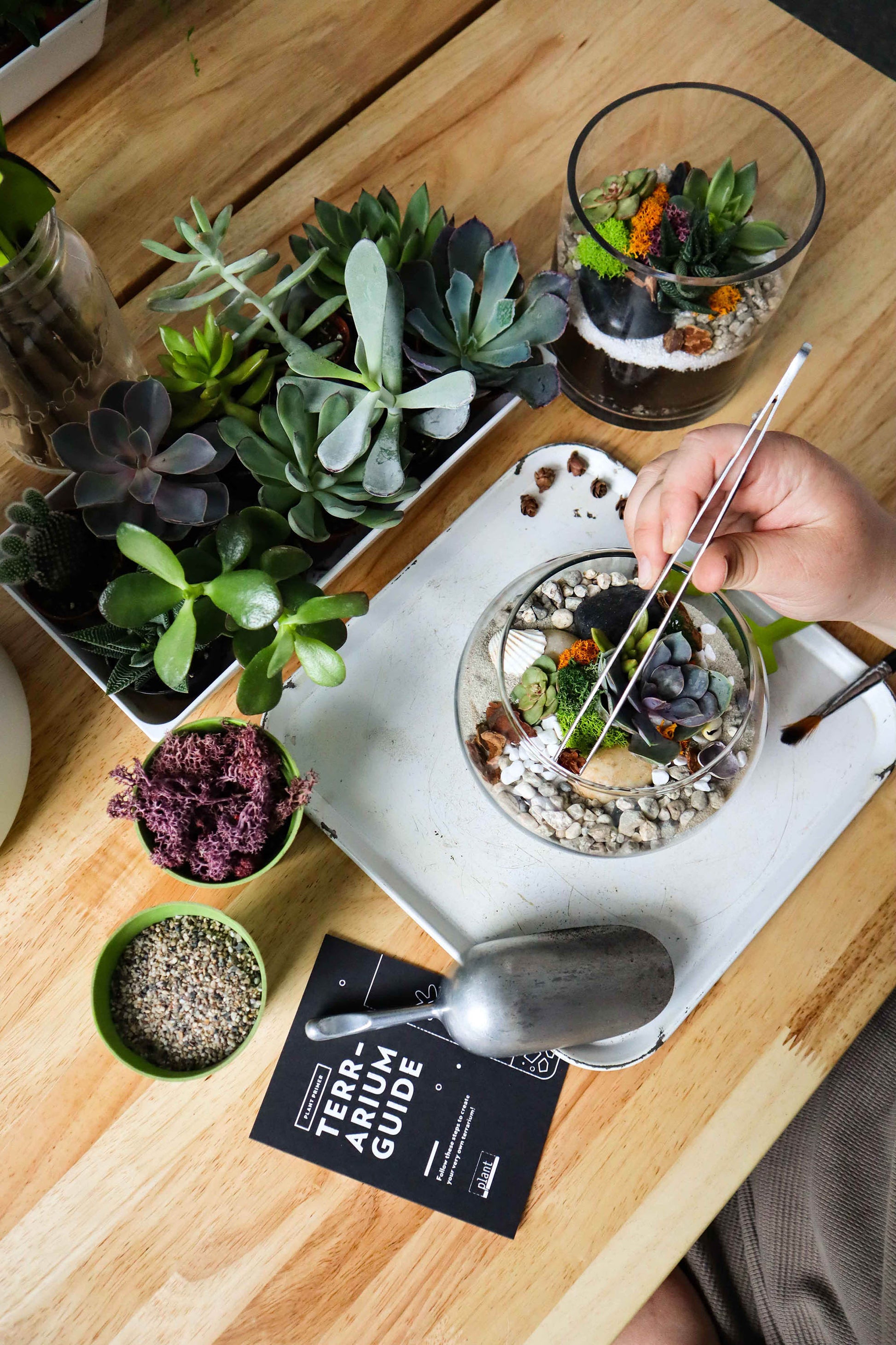 plant house terrarium workshop DIY Terrarium Workshop – Plant Shop