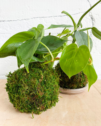 Green Your Thumb: Intro to Kokedama Workshop