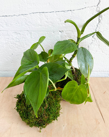Green Your Thumb: Intro to Kokedama Workshop