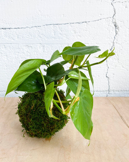 Green Your Thumb: Intro to Kokedama Workshop