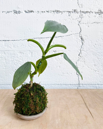 Green Your Thumb: Intro to Kokedama Workshop