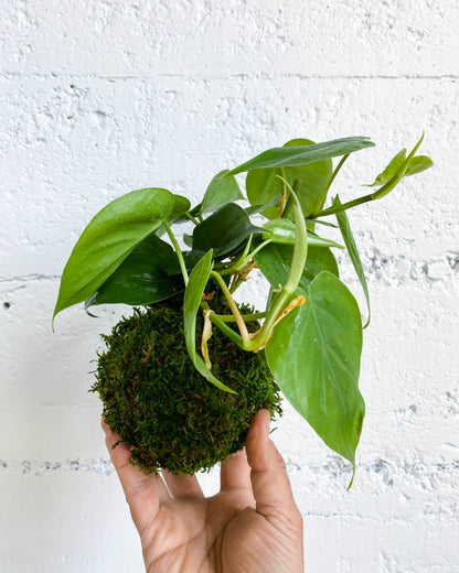 Green Your Thumb: Intro to Kokedama Workshop