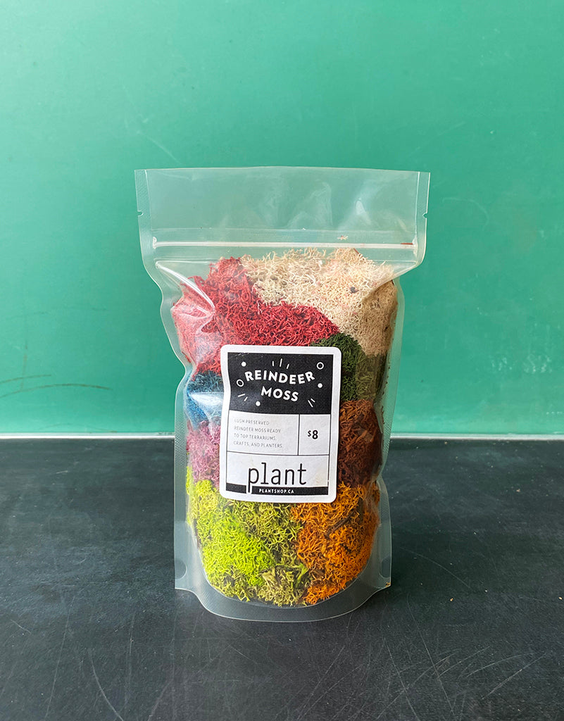 Mixed Reindeer Moss